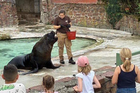 Seelöwenfütterung im Safaripark Monde Sauvage